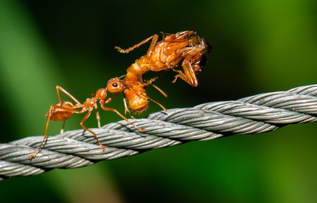 Red ants walking and carry bug body with deep green background.の写真素材