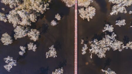 Environment of botanical garden wetland trees and dark water with sun lighting.の写真素材