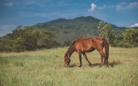 Brown color horse relaxing in the grass land with mountain background and outdoor sun lighting.