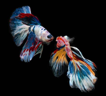 Fancy nemo betta or Siamese fighting fish in red and orange mixed with colorful dot in black background.の写真素材