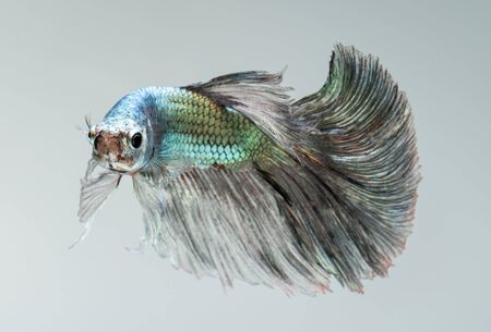 Silver golden copper color betta Siamese fighting fish in action.