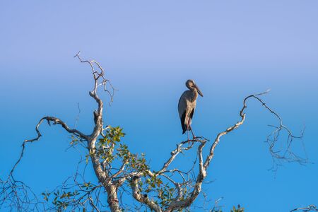 Asian Openbill bird standing on top of  the branch with morning blue sky lighting.の写真素材