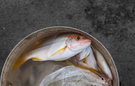 Sea fish catching from the ocean in the bucket with outdoor low lighting.の写真素材