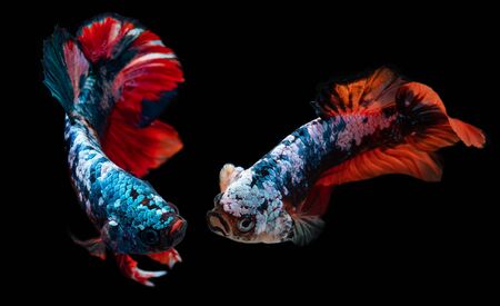 Koi galaxy fancy betta Siamese fighting fish moving action with black background.の写真素材
