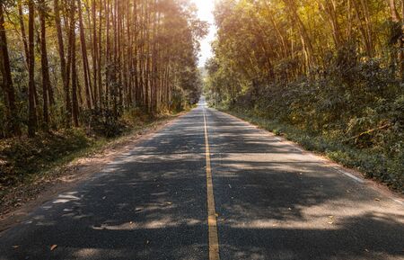 Road with trees side in autumn season with outdoor low and worm lighting and dark shadow.の写真素材