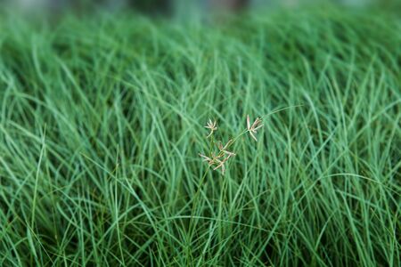 Green grassland with outdoor sun low lighting.の写真素材