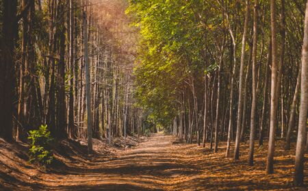 Road with trees side in autumn season with outdoor low and worm lighting and dark shadow.の写真素材