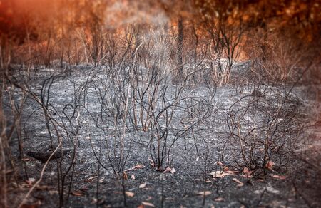 Wildfire burnt tree  bush and ashes with outdoor sun lighting.の写真素材