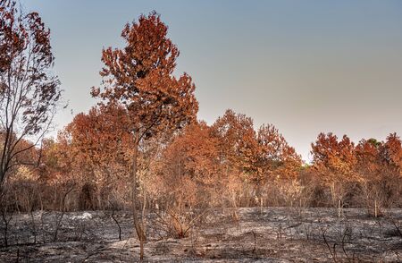 Wildfire burnt tree  bush and ashes with outdoor sun lighting.の写真素材