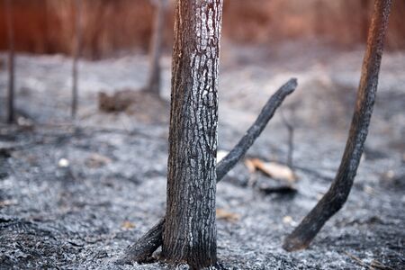 Wildfire burnt tree  bush and ashes with outdoor sun lighting.の写真素材