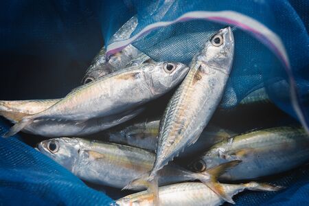 Mackerel sardine fishes in fishery blue seine with outdoor low lighting.の写真素材