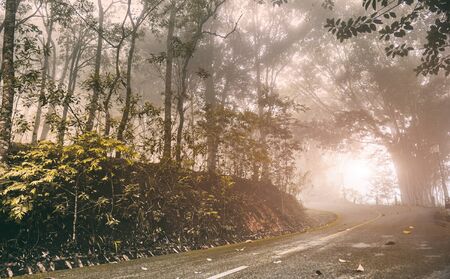 Road into the winter forrest with misty and trees in sunrise lighting.の写真素材