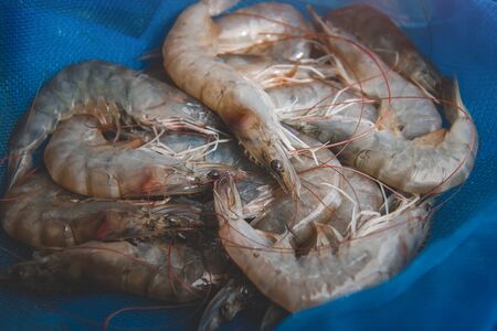 Fresh shrimps group in fishery seine with outdoor low lighting.の写真素材