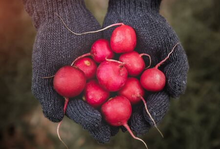Baby pink radishes group in hand with gray glove.の写真素材