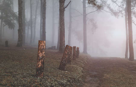 Road into the winter forrest with misty and trees in sunrise lighting.の写真素材