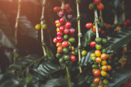 Ripe coffee bean fruits in dark leaf with outdoor low lighting.の写真素材