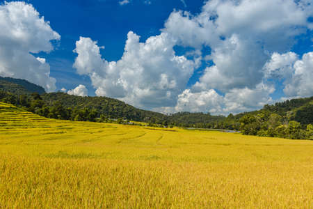 Yellow golden rice terraces field in mouantain view with blue sky and clouds.の写真素材
