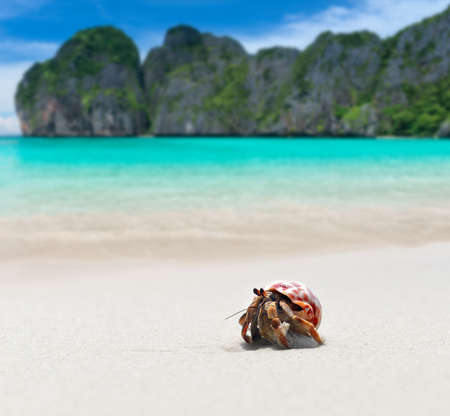 Hermit crab walking on the beach and blue sea with sun lighting.の写真素材