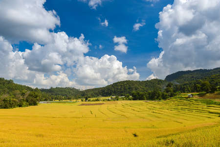 Yellow golden rice terraces field in mouantain view with blue sky and clouds.の写真素材