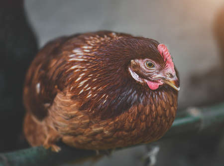 The Rhode island red chicken portrait with indoor low lighting.の写真素材