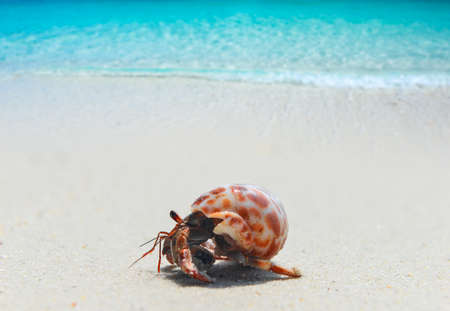 Hermit crab walking on the beach and blue sea with sun lighting.の写真素材