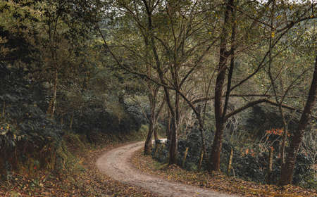 Small road in the forest with low sun lighting and dark shadow.の写真素材