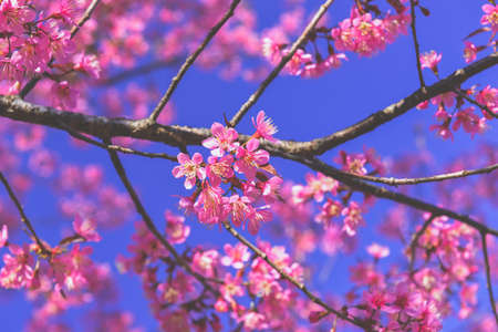 Wild Himalayan Cherry flowers with sun lighting and blue sky.の写真素材