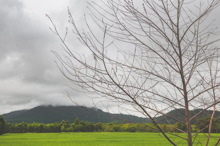 Lanscape view of green rice meadow farm field and mountain with dark sky lighting.の写真素材