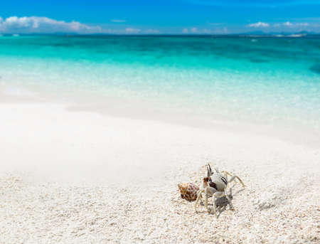 Ghost crab on the sand with sea beach landscape view with outdoor sun lighting.の写真素材