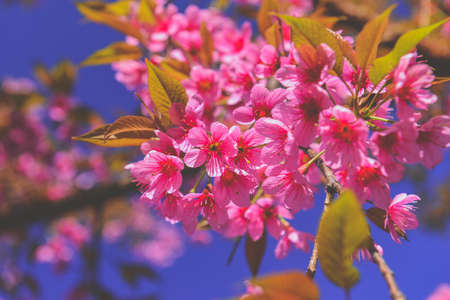 Wild Himalayan Cherry flowers with sun lighting and blue sky.の写真素材