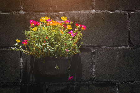 Common Purslane flowers in a pot against a dark wall.の写真素材