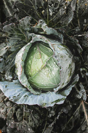Fresh cabbage in garden with low lighting and dark shadow.の写真素材