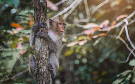 Asian Macaque monkey hanking and looking on the branch in the forest.の写真素材