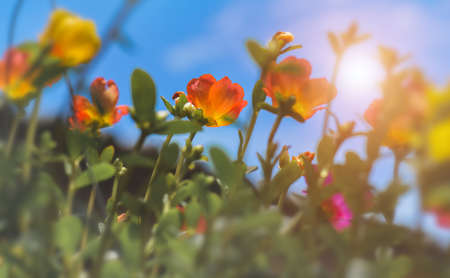 Common Purslane flowers with blue sky and sun lighting.の写真素材