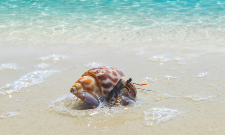 Hermit crab walking on the beach and blue sea with sun lighting.の写真素材