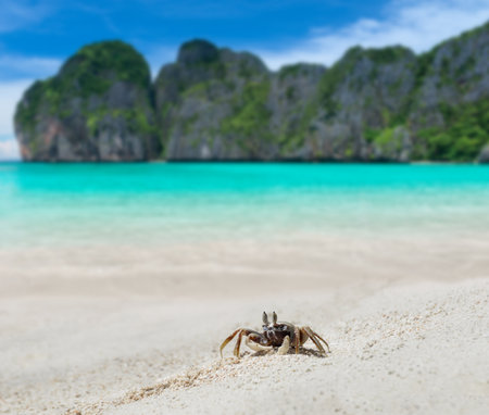 Ghost crab on the sand with sea beach landscape view with outdoor sun lighting.の写真素材