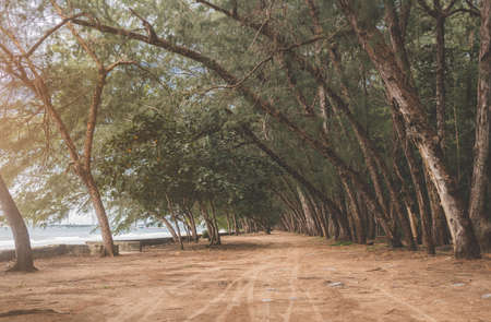 Lanscape view of pines and ground street sea side with low sun lighting.の写真素材