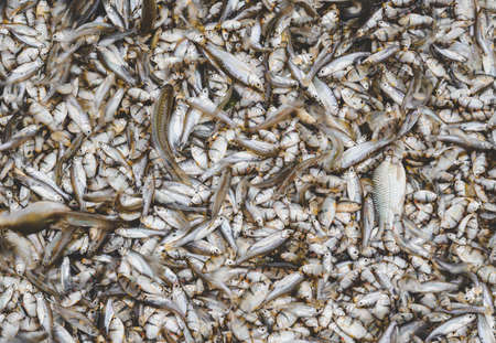 A lot of small river fishes in fishery market.の写真素材