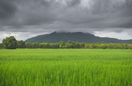 Lanscape view of green rice meadow farm field and mountain with dark sky lighting.の写真素材