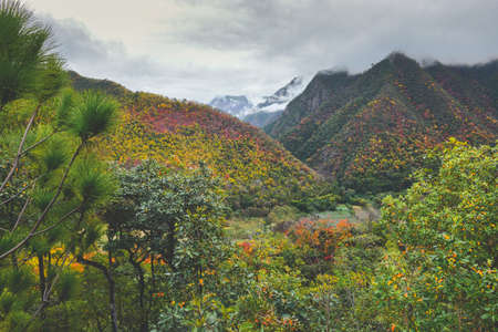 Autumn leaves in the mountain view lanscape with grey rain cloud low lighting.の写真素材