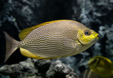 Live Java rabbitfish swimming in the aquarium tank with low lighting.の写真素材