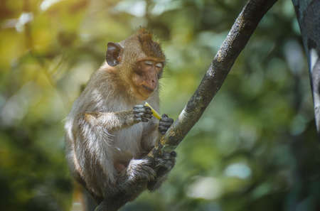 Asian Macaque monkey relaxing on the branch in the forest.の写真素材