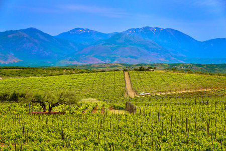 Vineyards of Crete island on sunny day, distant mountains, Greece