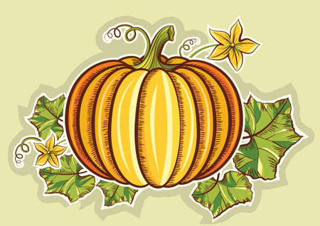 Pumpkin illustrationのイラスト素材