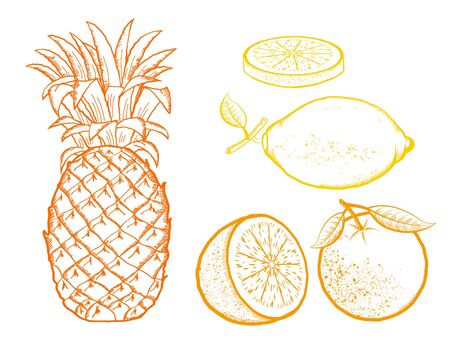 Exotic fruits. Pineapple, Oranges, lemon vector color illustration isolated on white backgroundのイラスト素材