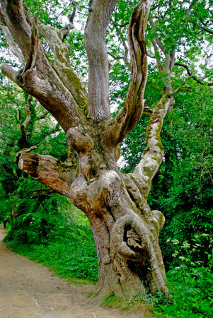 An Artistic Old Tree in The Lost Gardens of Heligan in Cornwall.の写真素材