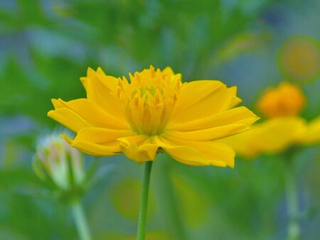 Close up of yellow cosmos flower in green blur background.の素材