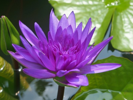 Blooming purple lotus in pondの素材