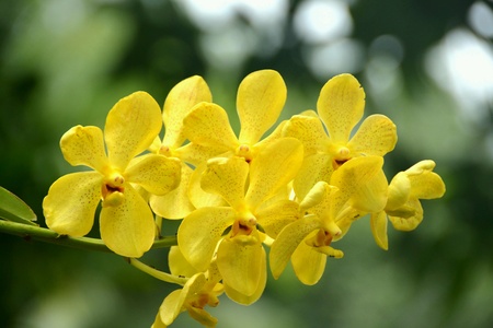 Yellow orchids in blur backgroundの素材