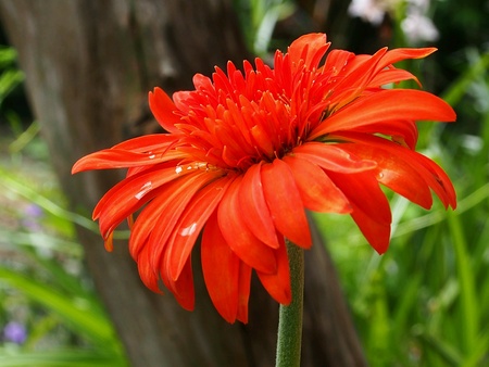 A beautiful orange gerbera flowerの素材